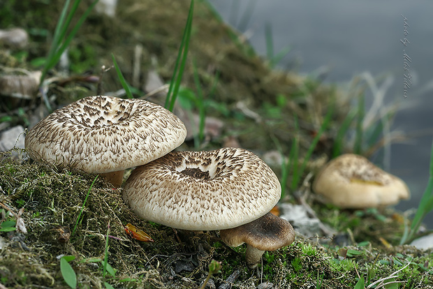 húževnatec tigrovaný Lentinus tigrinus (Bull.) Fr.