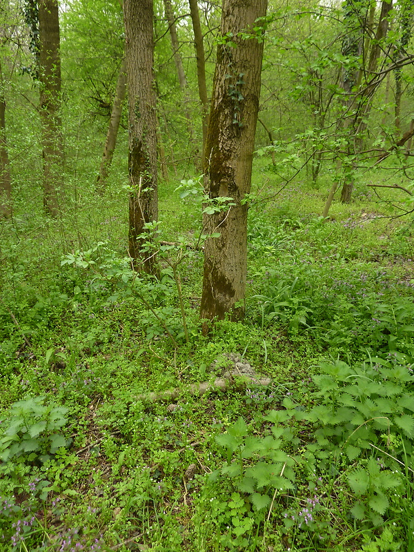 smrčok jedlý Morchella esculenta (L.) Pers.