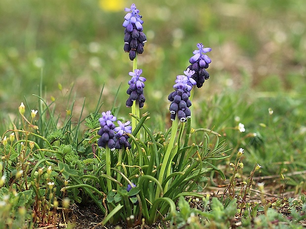 modrica nebadaná Muscari neglectum Guss. ex Ten.