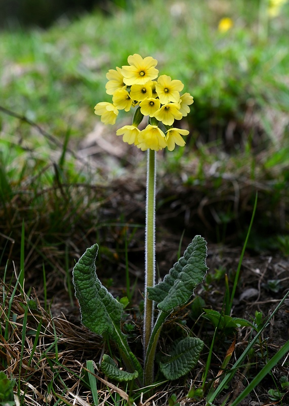 prvosienka vyššia Primula elatior (L.) L.