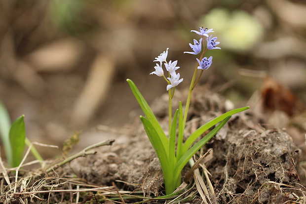 scila karpatská ? Scilla kladnii Schur