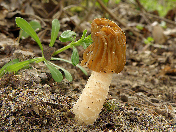 smrčkovec český Verpa bohemica (Krombh.) J. Schröt.