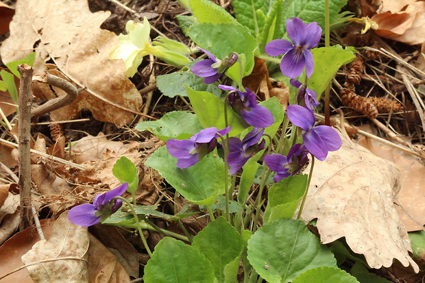 fialka Viola sp.