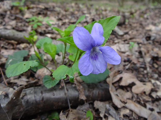 fialka Viola sp.