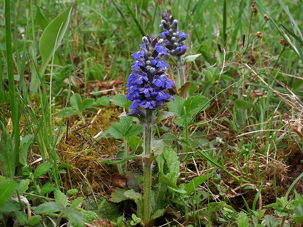 zbehovec ženevský Ajuga genevensis L.