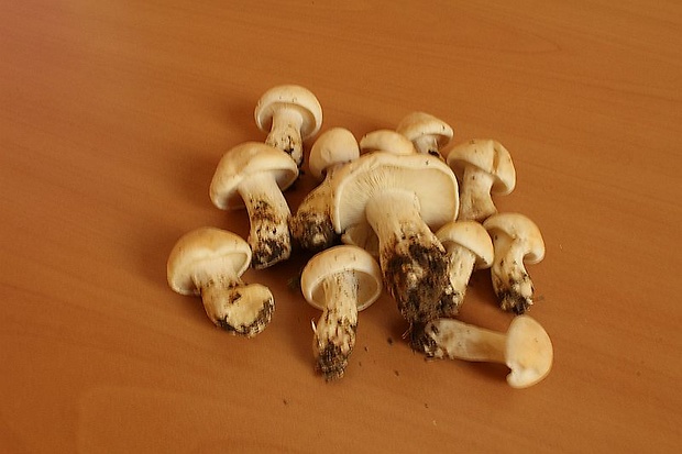 čírovnica májová Calocybe gambosa (Fr.) Donk