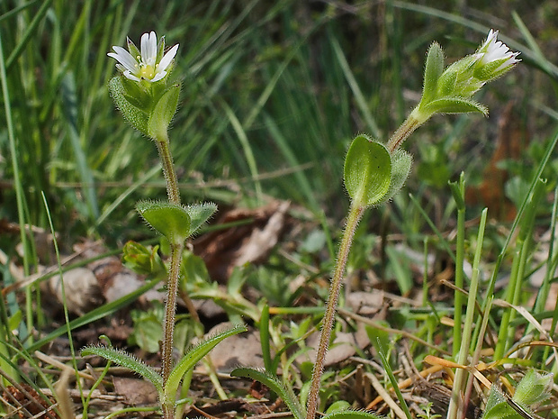 rožec obyčajný Cerastium holosteoides Fr.