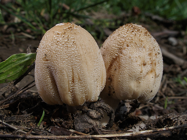 hnojník Coprinellus sp.