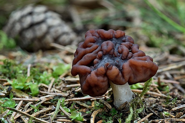 ušiak obyčajný Gyromitra esculenta (Pers.) Fr.