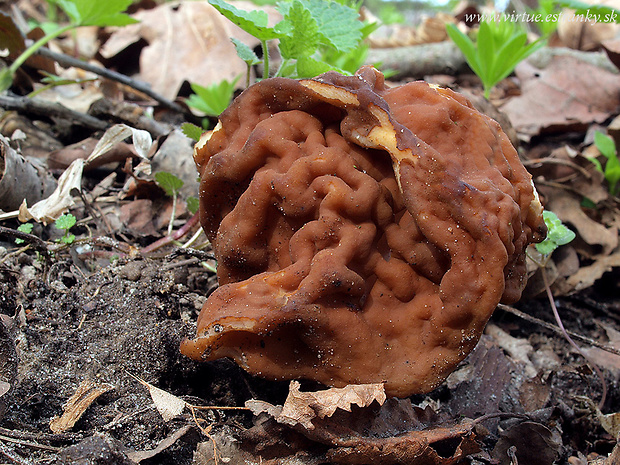 ušiak obrovský Gyromitra gigas (Krombh.) Cooke