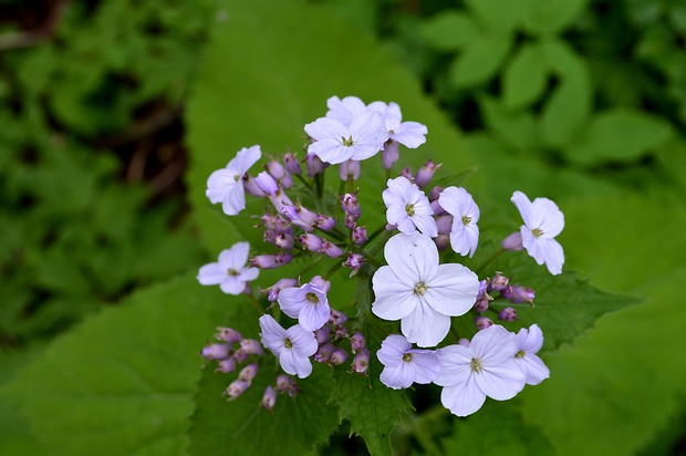 mesačnica trváca Lunaria rediviva L.