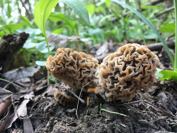 smrčok jedlý Morchella esculenta (L.) Pers.