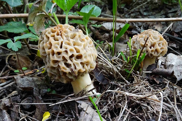 smrčok jedlý Morchella esculenta (L.) Pers.