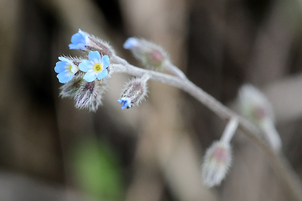 nezábudka kopcová Myosotis ramosissima Rochel ex Schult.