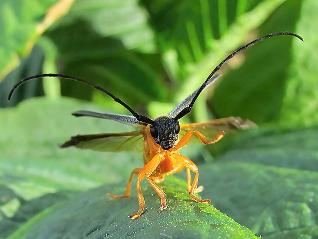 tesařík Oberea oculata