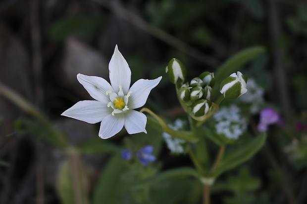 bledavka okolíkatá Ornithogalum umbellatum L