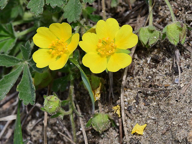 nátržník piesočný Potentilla arenaria Borkh.