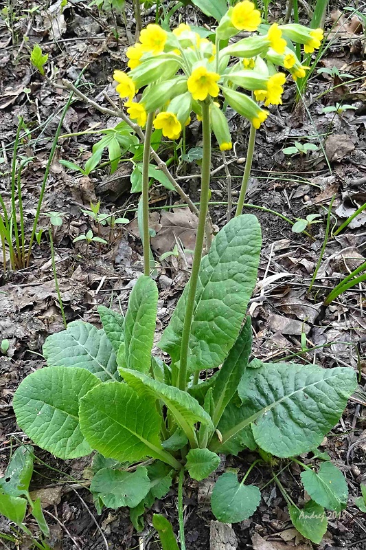 prvosienka jarná Primula veris L.