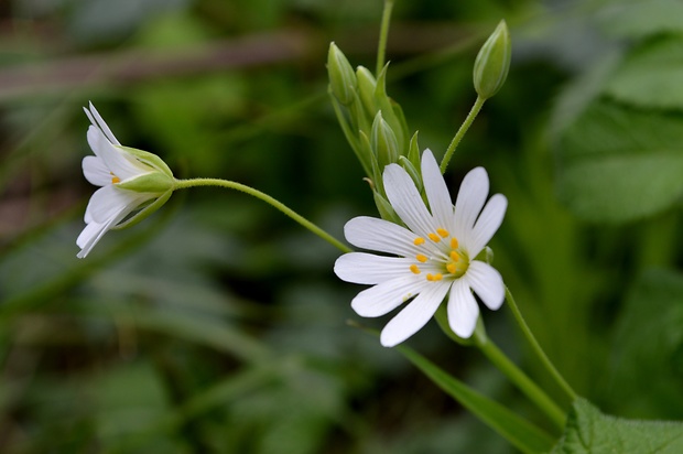 hviezdica veľkokvetá Stellaria holostea L.