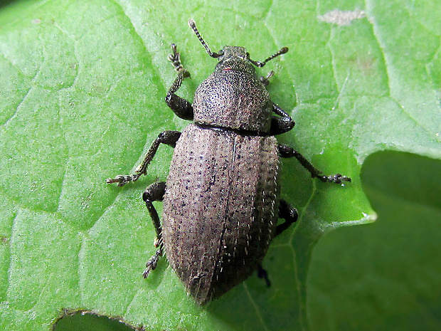 - Tropiphorus elevatus