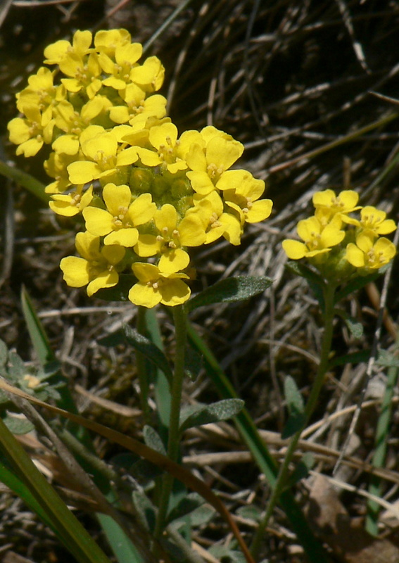 tarica kopcová gmelinova - tařinka horská Alyssum montanum subsp. gmelinii (Jord.) Hegi et Em. Schmid