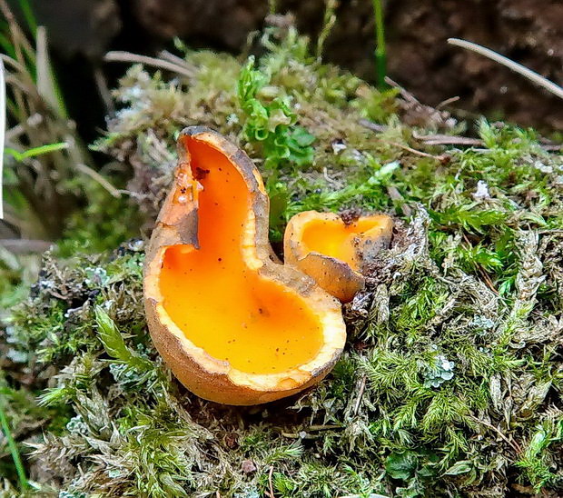 pohárovka ohnivá Caloscypha fulgens (Pers.) Boud.