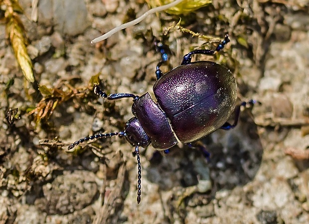 liskavka Chrysolina globipennis slovaca