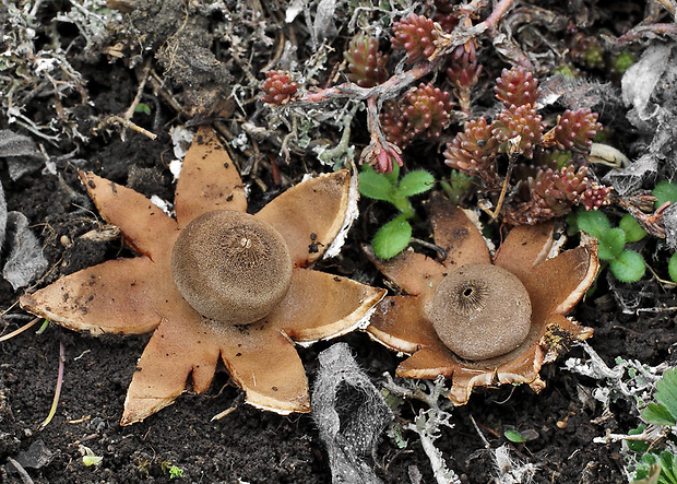 hviezdovka Pouzarova Geastrum pouzarii V.J. Staněk