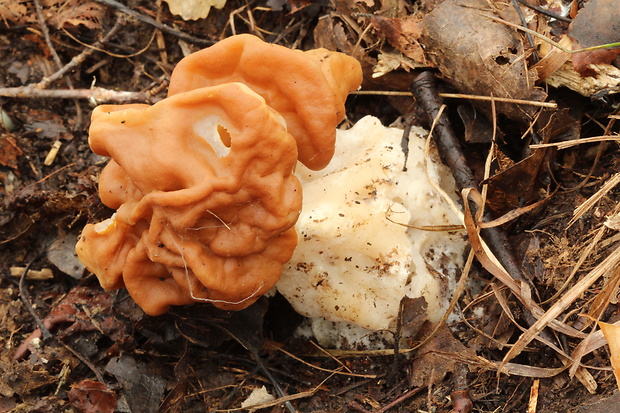 ušiak obrovský  Gyromitra gigas (Krombh.) Cooke