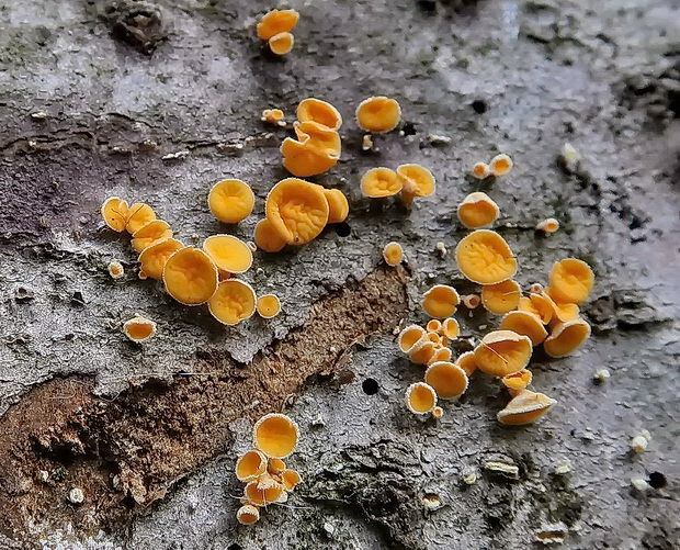 vlnuška Lachnellula sp.