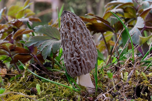 smrčok kužeľovitý Morchella conica Pers.