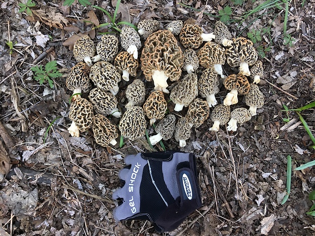 smrčok jedlý Morchella esculenta (L.) Pers.