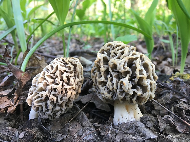 smrčok jedlý Morchella esculenta (L.) Pers.