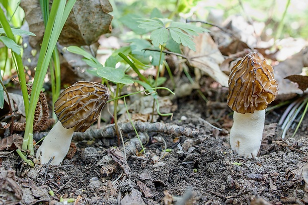 smrčok hybridný Morchella semilibera DC.