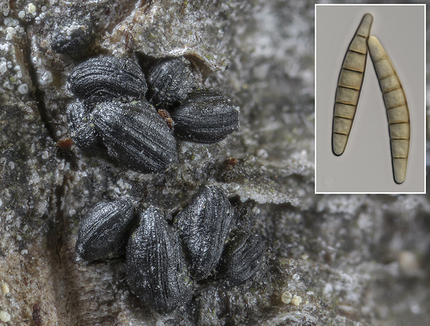 škľabkovček ihličinový Mytilinidion gemmigenum Fuckel