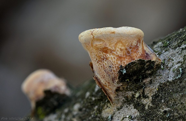 trúdnik veľkopórový Neofavolus alveolaris (DC.) Sotome & T. Hatt.