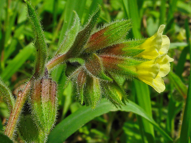 ostreň Nonea lutea