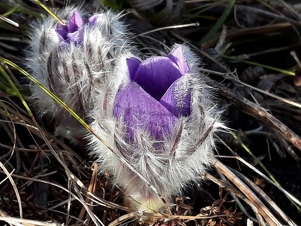 poniklec Pulsatilla sp.