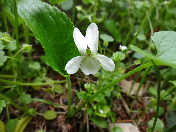 fialka biela Viola alba Besser