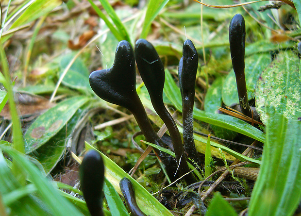 jazýček Glutinoglossum glutinosum (Pers.) Hustad, A.N. Mill, Dentinger & P.F. Cannon