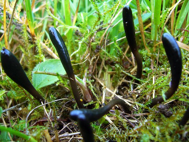 jazýček Glutinoglossum glutinosum (Pers.) Hustad, A.N. Mill, Dentinger & P.F. Cannon