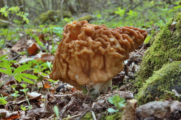 ušiak obrovský Gyromitra gigas (Krombh.) Cooke