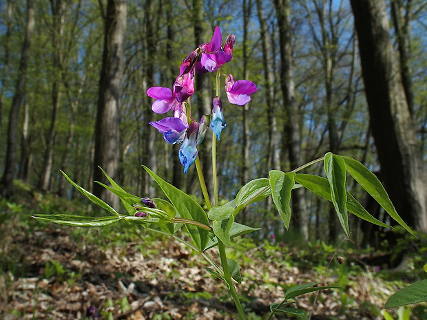 hrachor jarný Lathyrus vernus (L.) Bernh.