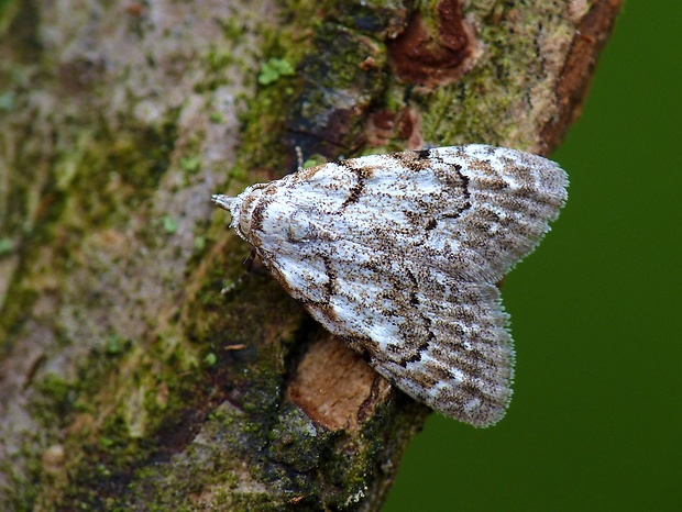 drobnička brusnicová Nola confusalis