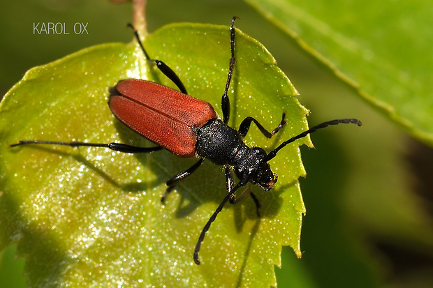 fuzáč Anastrangalia sanguinolenta