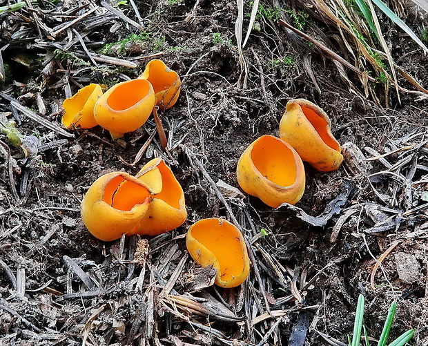 pohárovka ohnivá Caloscypha fulgens (Pers.) Boud.