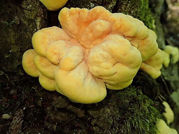 sírovec obyčajný Laetiporus sulphureus (Bull.) Murrill