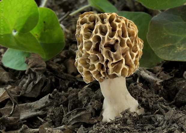 smrčok jedlý Morchella esculenta (L.) Pers.