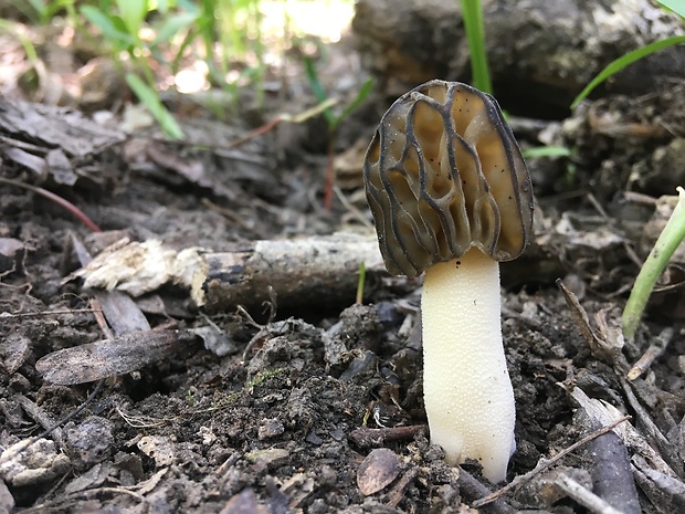 smrčok hybridný Morchella semilibera DC.