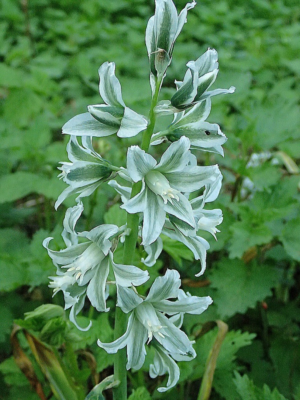 bledavka boucheova Ornithogalum boucheanum (Kunth) Asch.